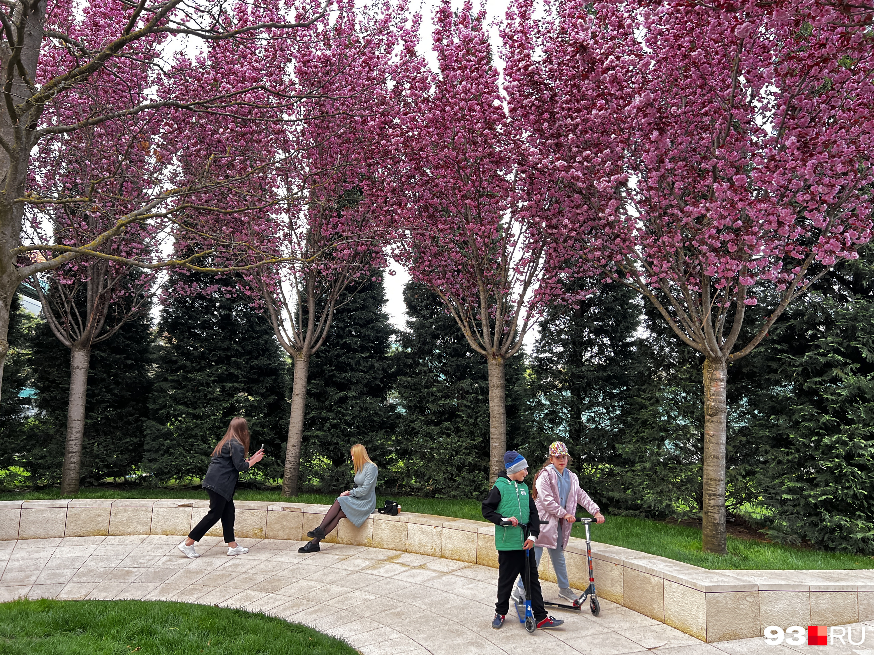 Парк галицкого в краснодаре цветение