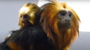 У крошечных исчезающих обезьянок в Новосибирском зоопарке родились детеныши — каждого малыша контролирует Бразилия