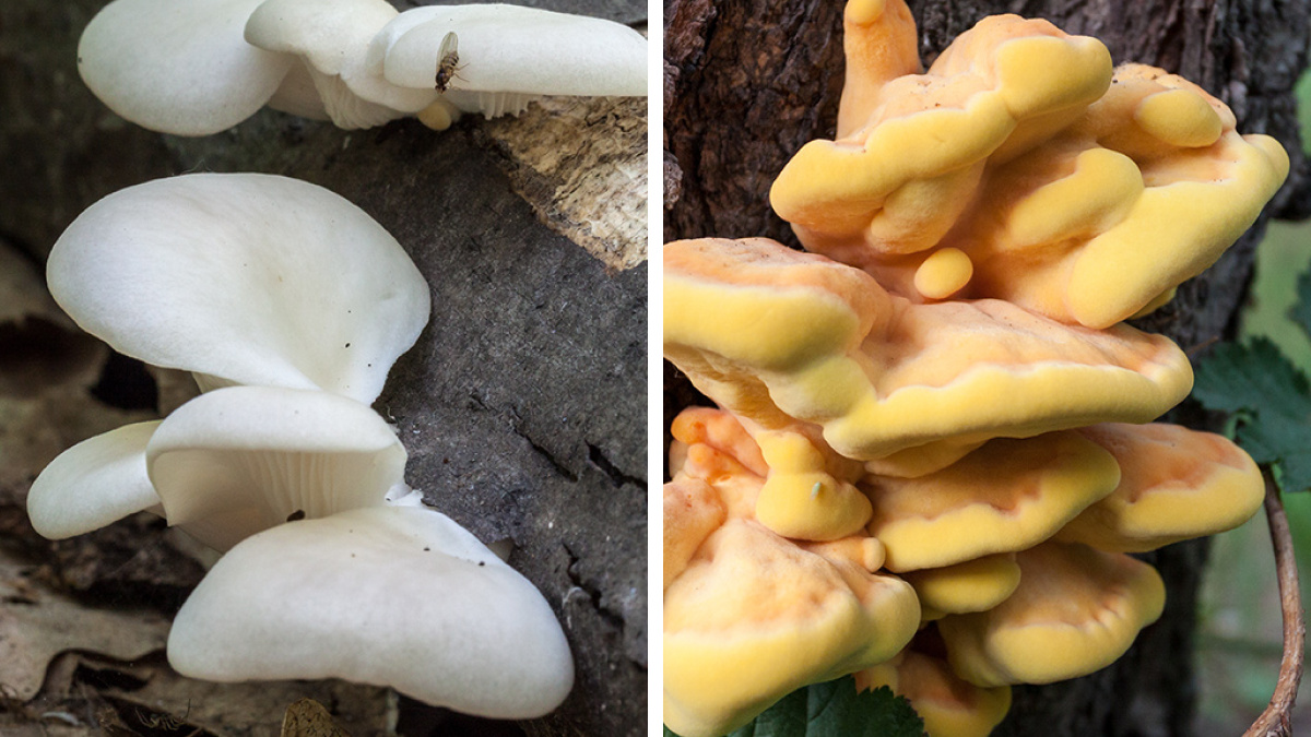 Какие грибы собирать в мае, кроме сморчков: вкусная вешенка, нежный трутовик и рядовка — как не спутать с ядовитыми