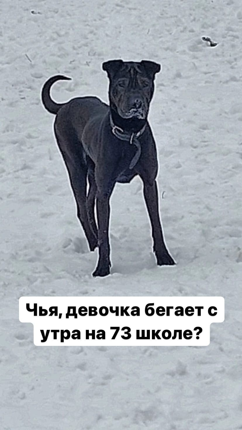 Подобные объявления появляются в группе приюта каждые несколько минут Подобные объявления появляются в группе приюта каждые несколько минут