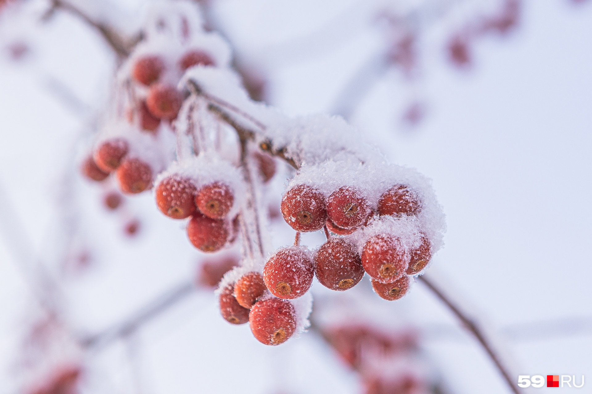 Красные ягоды, пока не замеченные птицами, эффектно контрастируют с холодным цветом