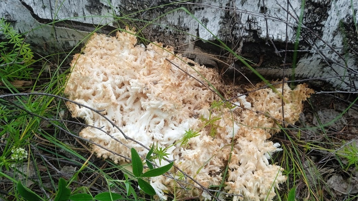 В лесу на Урале нашли «кудрявый» гриб. Оказалось, что он королевский и жутко дорогой