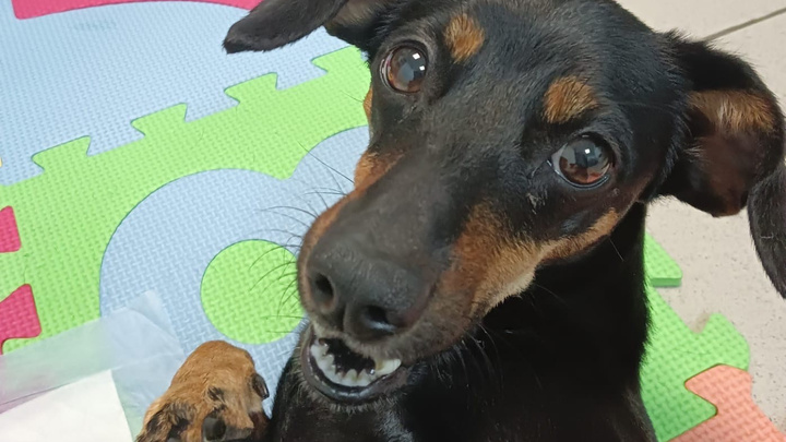 Тюменской собаке с парализованными лапами, которую бросила хозяйка в ветклинике, ищут дом