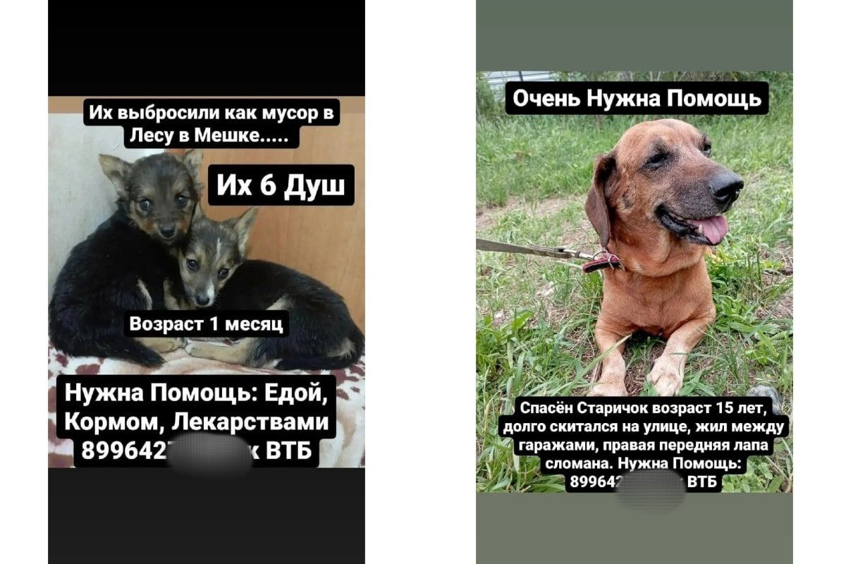 Кристина Газизьянова собирает деньги на лечение животных, но нет никаких оснований полагать, что они вообще живы и существуют