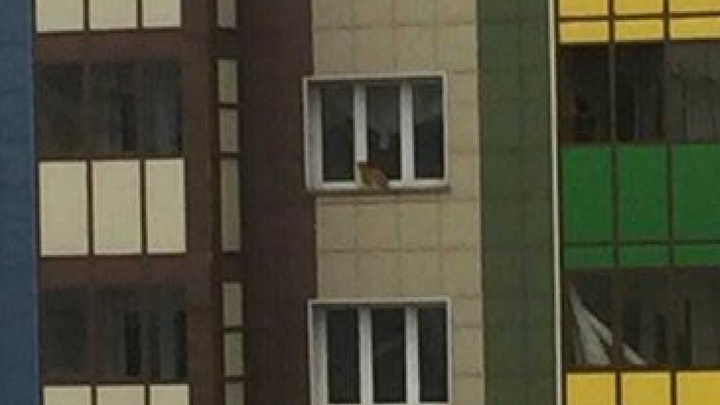 «Незнакомцы ломились в дом»: Красноярцы затравили беременную женщину за то, что ее кот сбежал в окно