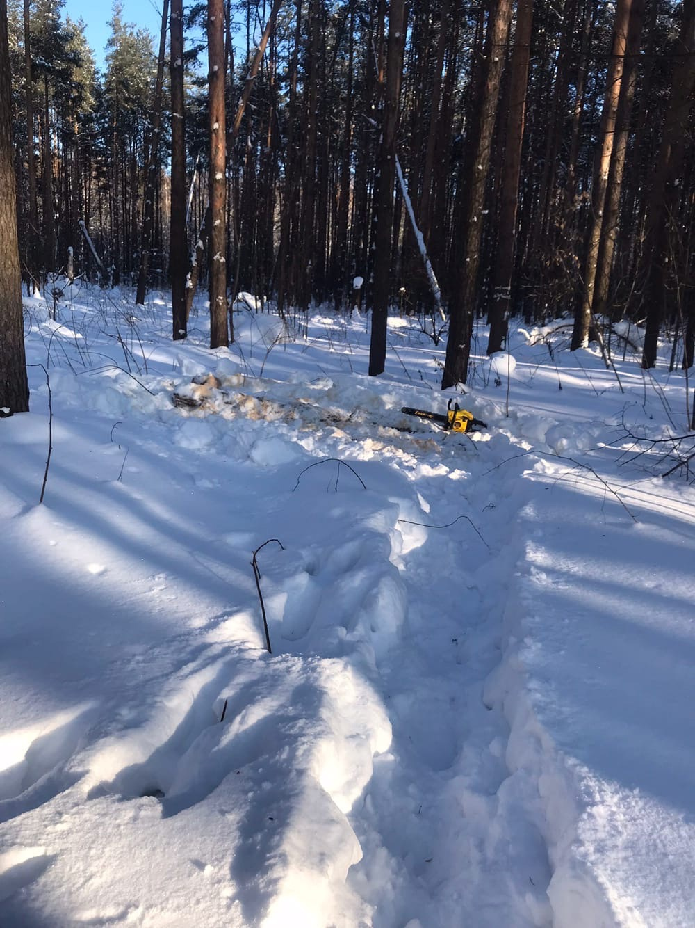 В снегу неподалеку от пеньков оставили бензопилу