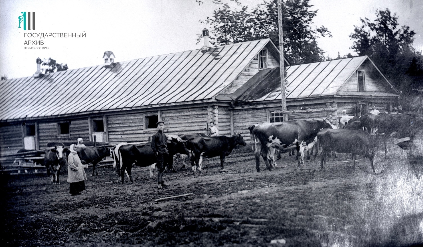 В 1920-е такая картина была привычной: скот пасли рядом со зданиями фермы в учебном хозяйстве