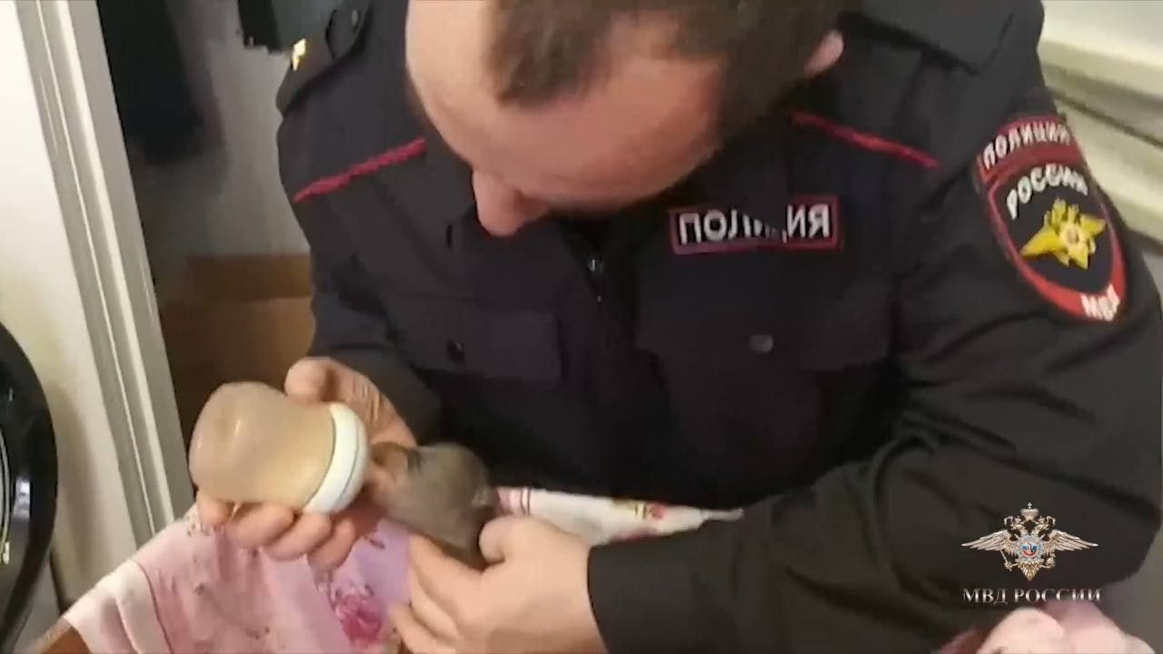 В Коми полицейские спасли трех медвежат и выкармливали их из бутылочки