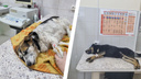 Волонтеры заявили о массовом исчезновении бездомных собак в селе под Новосибирском — несколько зверей нашли мертвыми