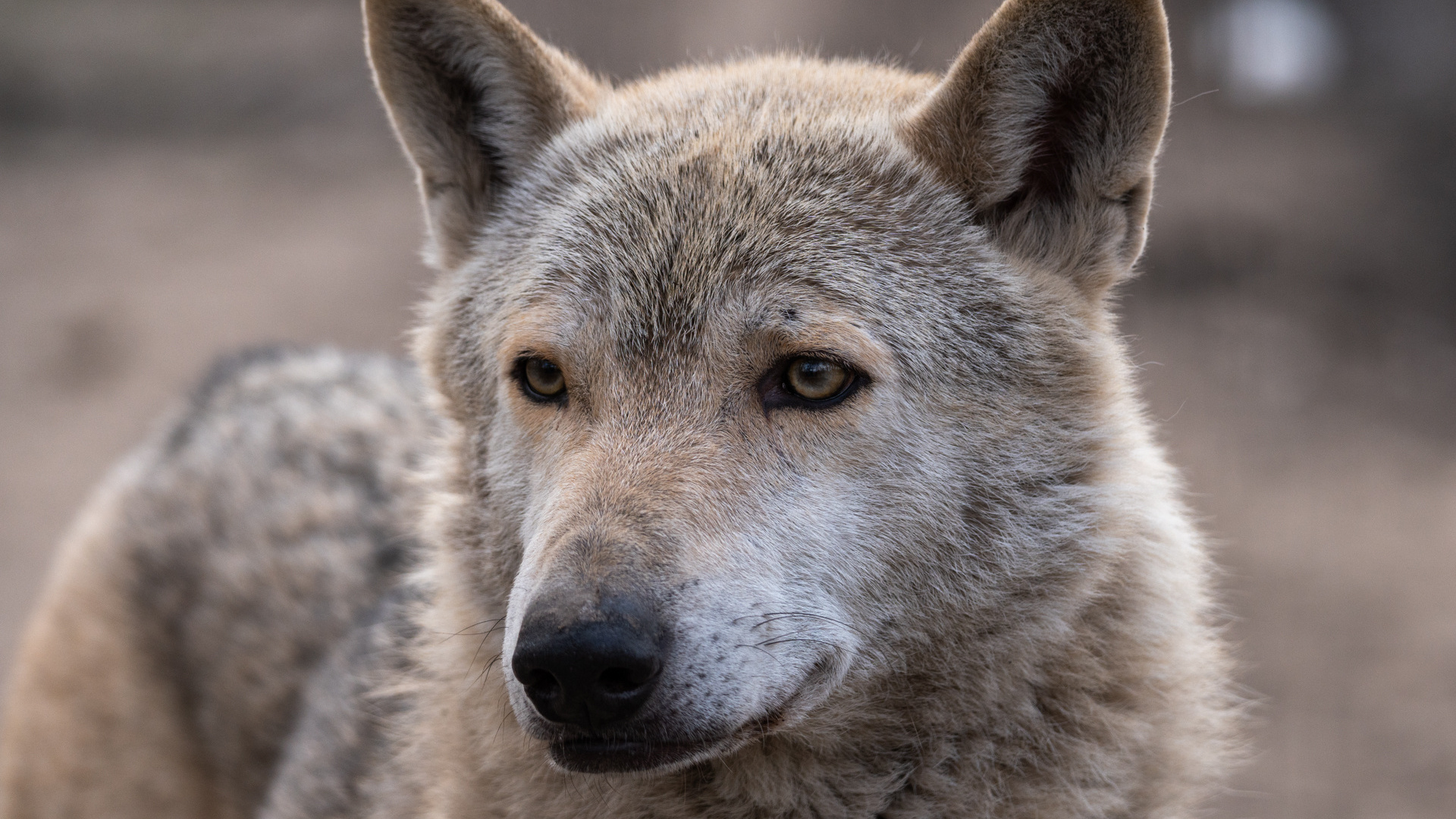 Под Архангельском отлавливают волков: чего боятся местные жители и что требуют зоозащитники