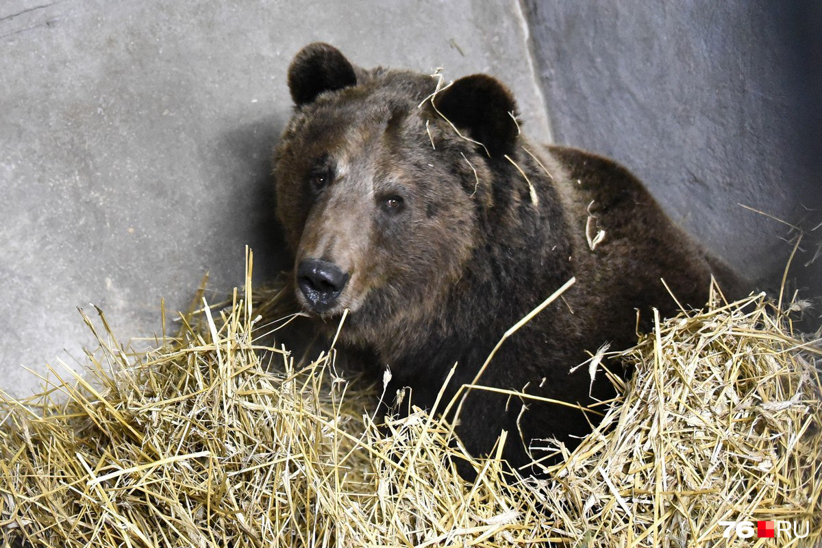 Медведь — символ Ярославля