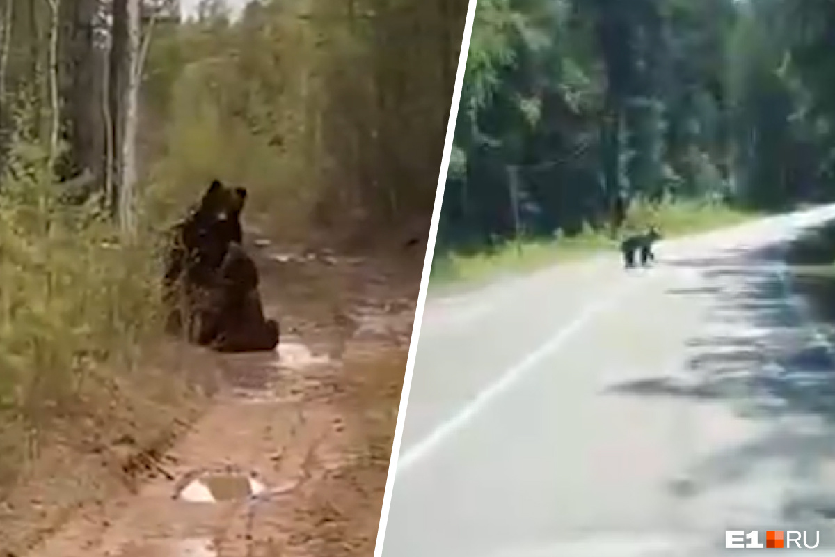 Свердловчане сняли на видео драку медведей в лесу. Расказываем, как вести  себя при встрече со зверем - 23 июня 2022 - e1.ru