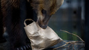 Названа дата открытия новых вольеров для медведей в Новосибирском зоопарке