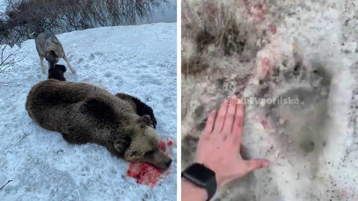 В Норильске к жилым домам медведь вышел к людям. Его отгоняли с помощью оружия и в итоге убили