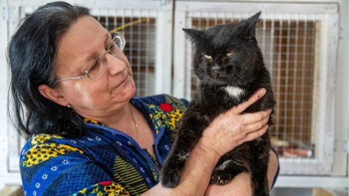 Приютила 108 котиков: психолог купила дом для бездомных животных