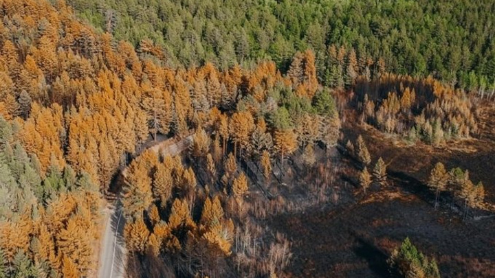 Фотограф снял сгоревший лес на Молоковке под Читой с квадрокоптера
