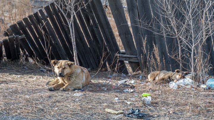 Рыжая бездомная собака терроризирует целый двор в Ясногорске – власти не спешат её ловить