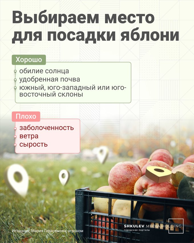 Когда лучше всего сажать яблоню - 23 апреля 2022 - chita.ru