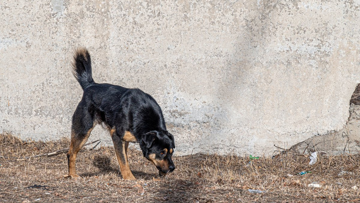 Собака напала на девочку в Забайкальске – следком начал проверку