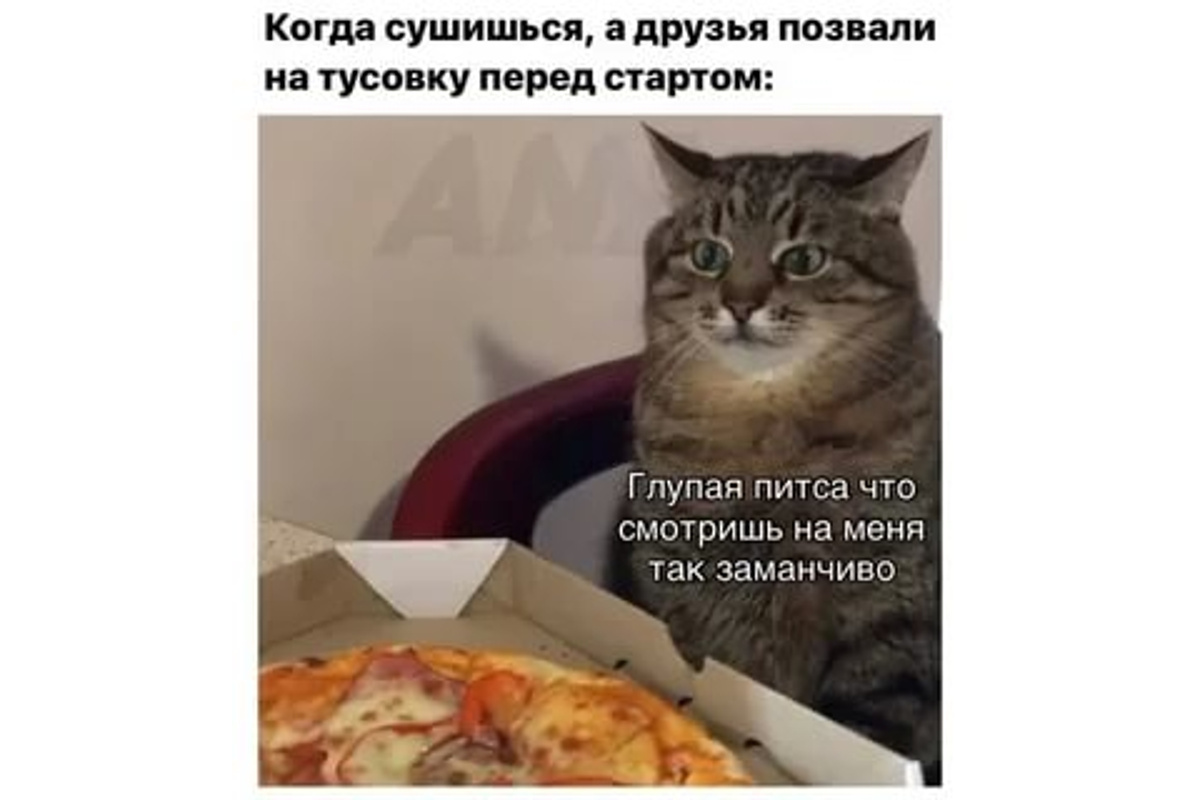 Про котиков покажи