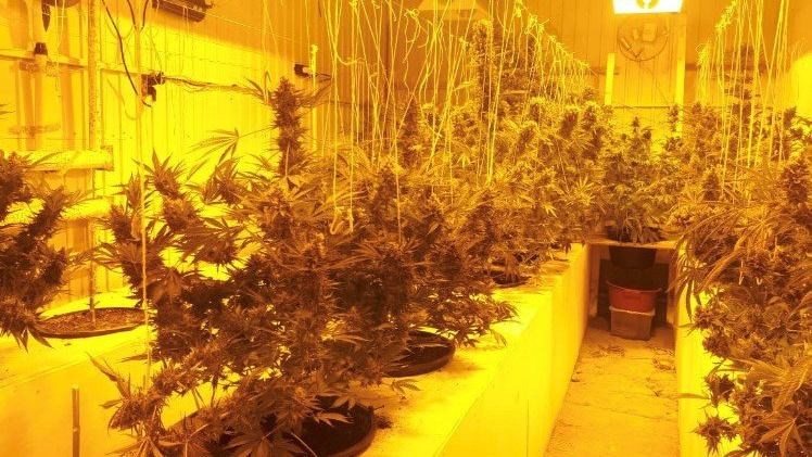 Флюорография марихуана как выращивать коноплю в доме