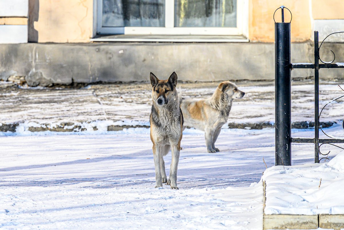 фото отловленных собак иркутск