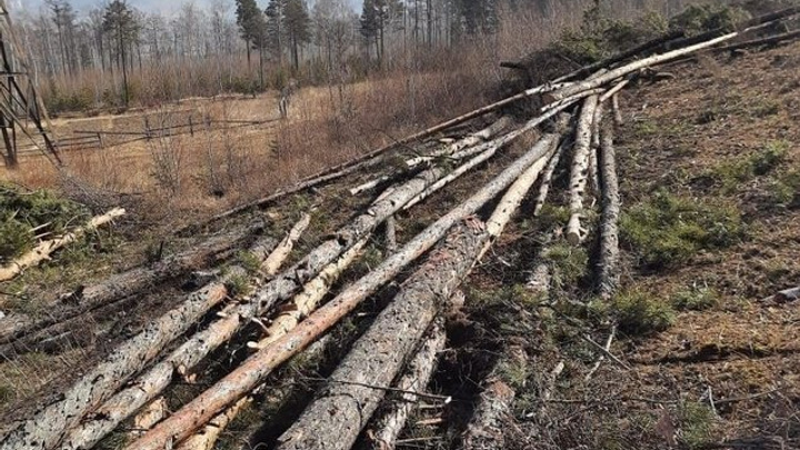 Суд обязал предпринимателя восстановить лес на 332 га в Качугском лесничестве