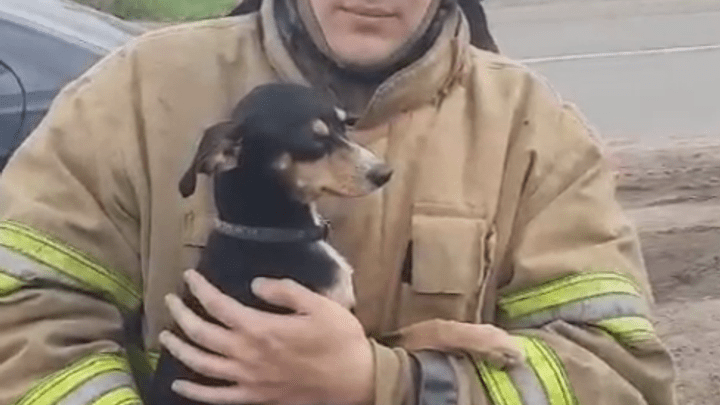 Сотрудники МЧС откачали собаку, оказавшуюся в горящем жилом доме в Нижнеудинске