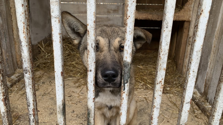 Приют для бездомных животных «Пять звёзд» перенесли из Карлука в Усолье-Сибирское