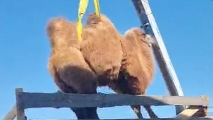 Двухлетняя верблюдица прибыла в зоопарк «Радуга» в Чите — видео выгрузки