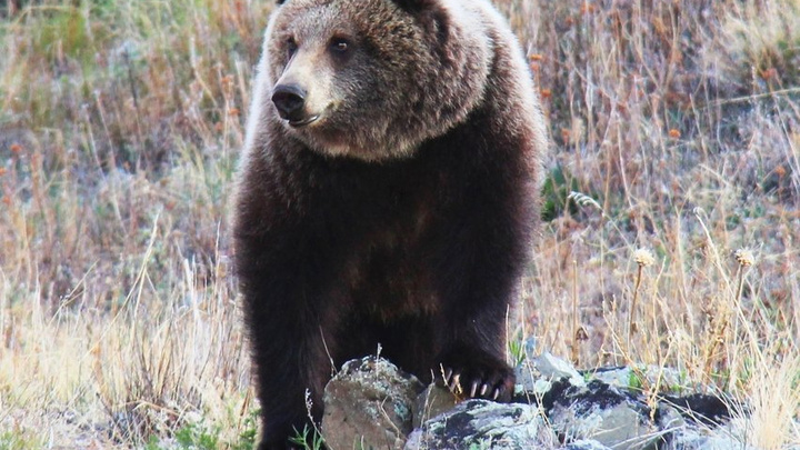Туристов предупредили о медведе в районе Старой Ангасолки на КБЖД