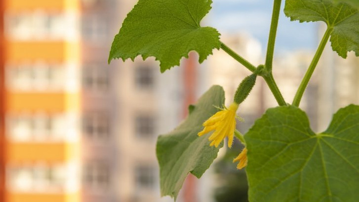 Огород на дому: секреты выращивания на балконе огурчиков, помидоров и свеклы