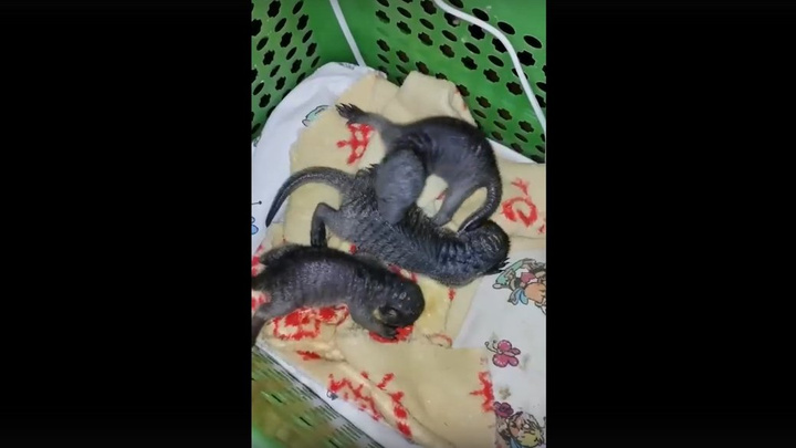 Тройняшки родились у пары волосатых мангустов в Иркутской зоогалерее