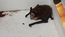 Работники «Забайкалпожспаса» поймали летучую мышь в квартире в Чите