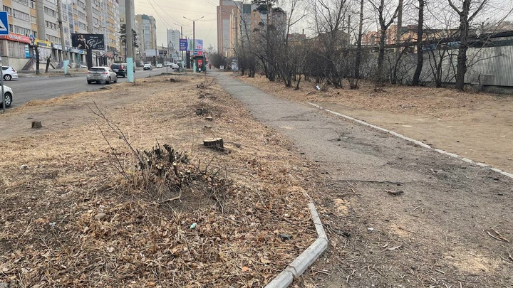 Кусты и деревья около бывшего машзавода в Чите вырубили ради расширения Новобульварной