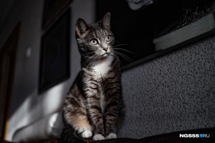 Почему кошки любят коробки и мнут хозяина лапами? Факты о котах - 3 мая  2022 - chita.ru