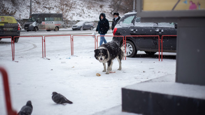 Прокуратура внесла представление мэру Иркутска из-за отлова бездомных собак