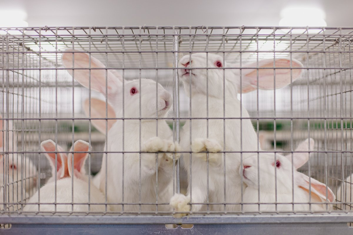Кролиководческая ферма: смета на рентабельность разведения кроликов