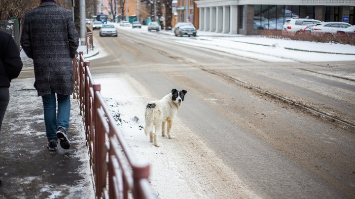 Бездомных собак запретили подкармливать в Иркутске