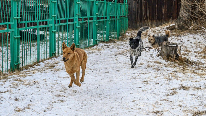 Стая из дюжины собак, разгуливающих по улице Июньской, попала на видео в Чите