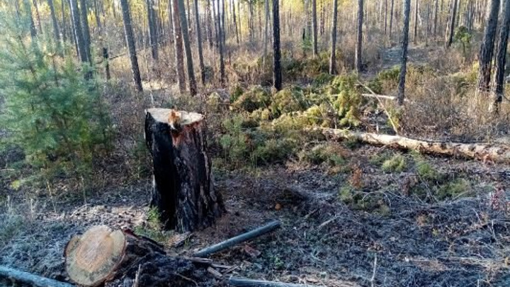 Два жителя села Баляга подозреваются в рубке деревьев на 4 млн рублей