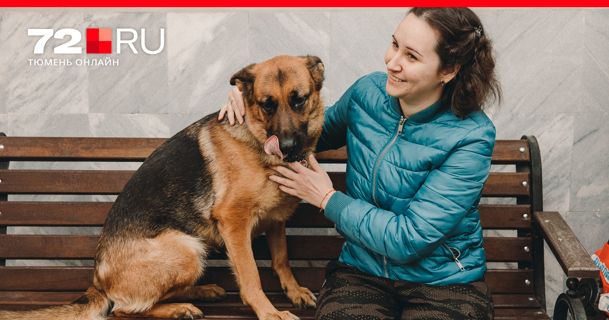 Симптомы лимфомы у собак и как она лечится: химиотерапия для животных в  Тюмени - 21 ноября 2022 - 72.ru