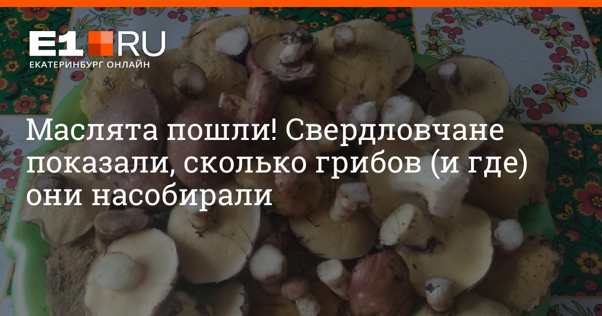 Сколько грибов собрала лена. Самые популярные грибы. Грибы в 2022 году. Грибы в Свердловской области фото. Грибные места в Иглино.
