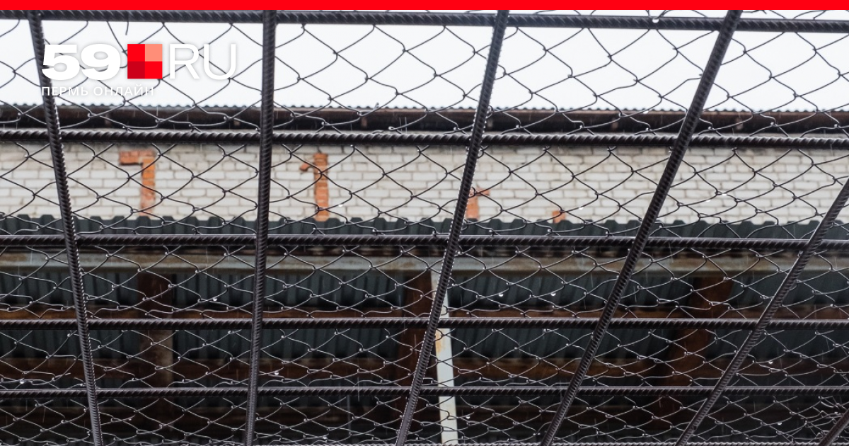 Бездомные кошки нашли дом в исправительной колонии - позитивный эффект для всех