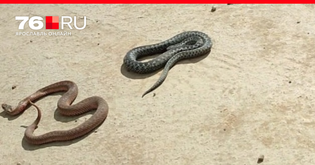 У змей есть клитор: ученые совершили сенсационное открытие
