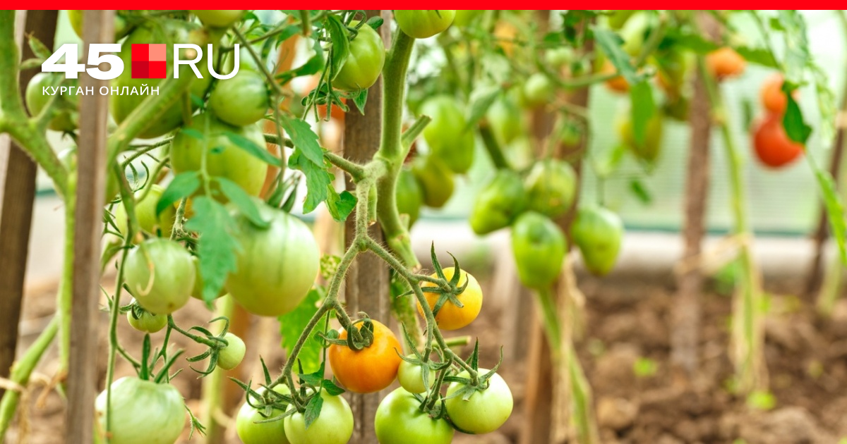 Как подвязать помидоры в теплице, как подвязать помидоры, как пасынковатьпомидоры, как подкормить помидоры - 28 июня 2022 - 45.ru
