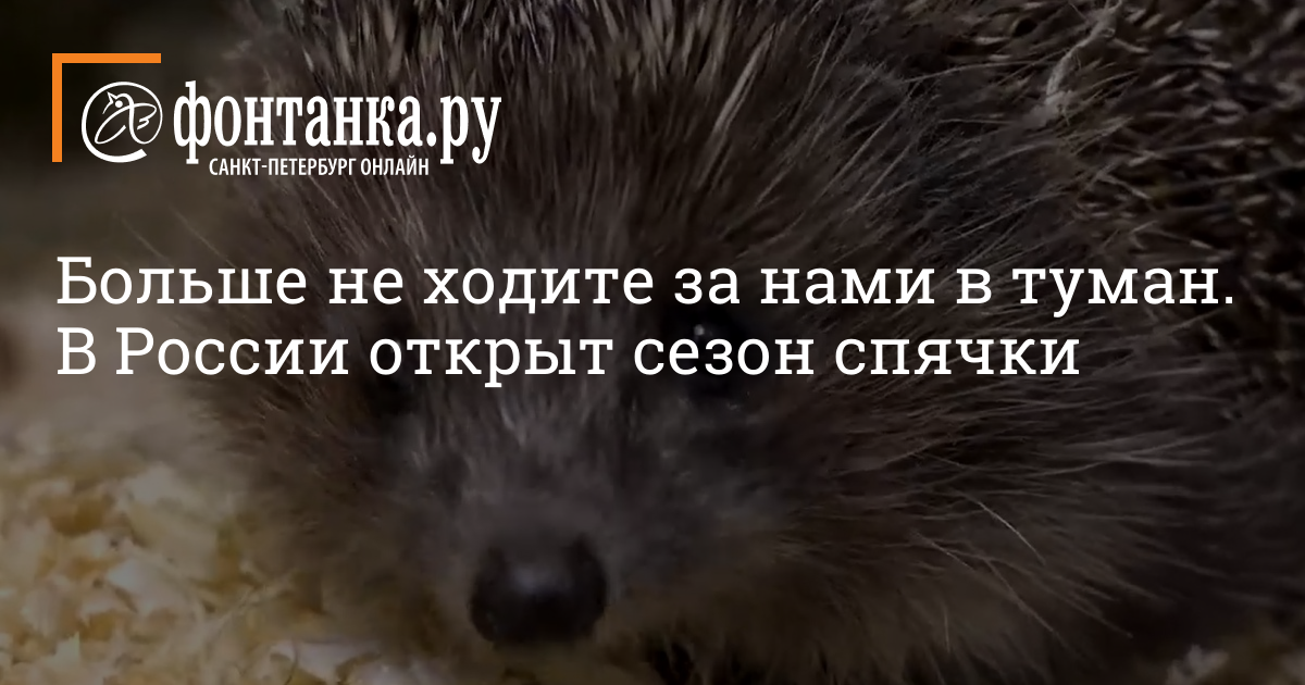Белогрудые ежи в Московском зоопарке уснули на зиму и открыли сезон ...
