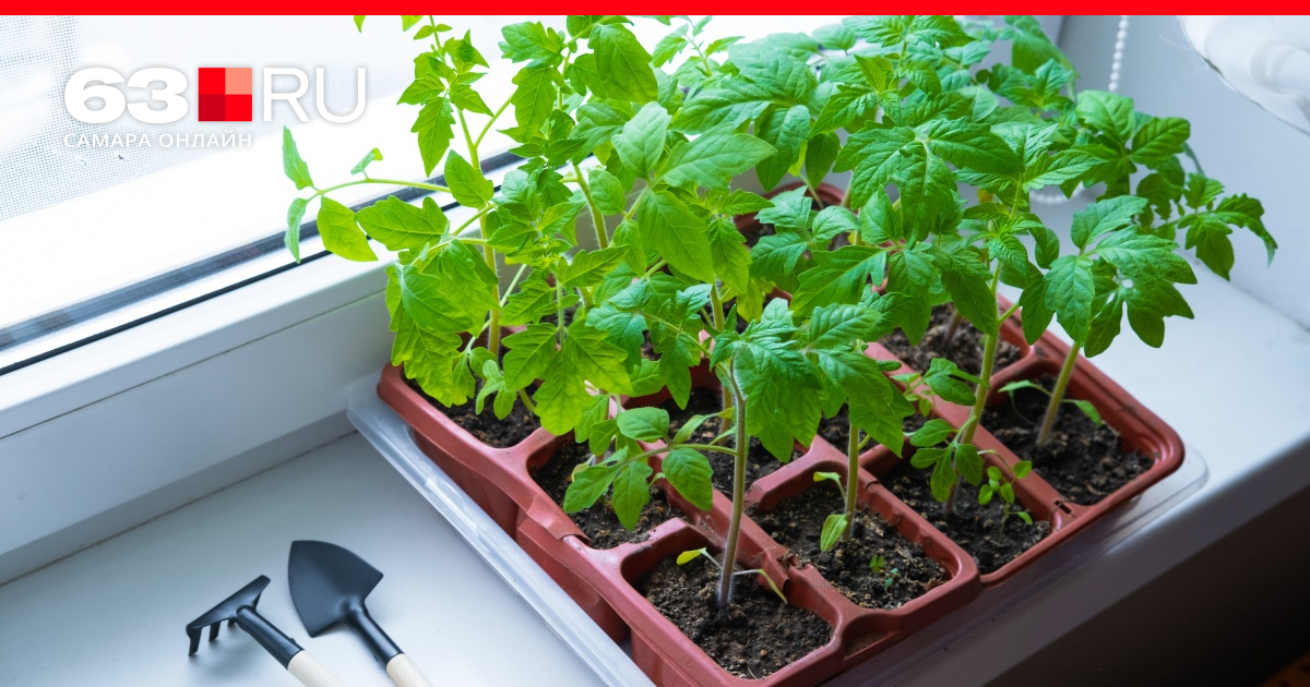 Как вырастить рассаду помидор на подоконнике в домашних условиях?