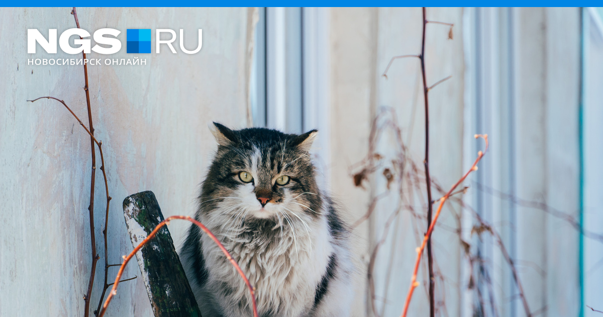 Сколько лет живут кошки, фото котов-долгожителей - 26 января 2023 - НГС.ру