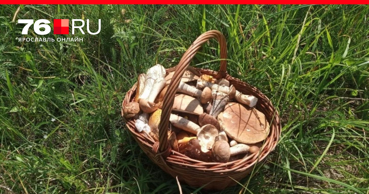 Грибы и грибники ивановской губернии. Грибные места в Ярославле.